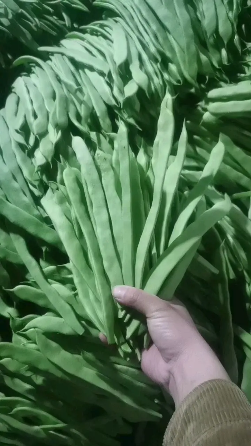 山东精品扁豆货源充足可视频看货代收代发保质保量
