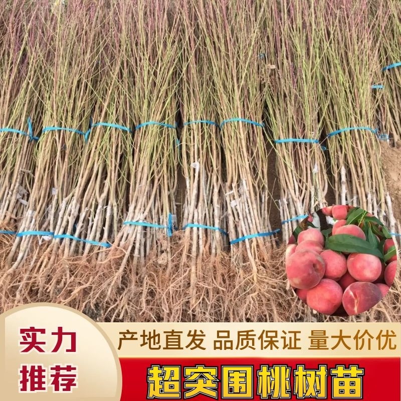 超突围桃树苗，成熟期早硬度好耐运输！