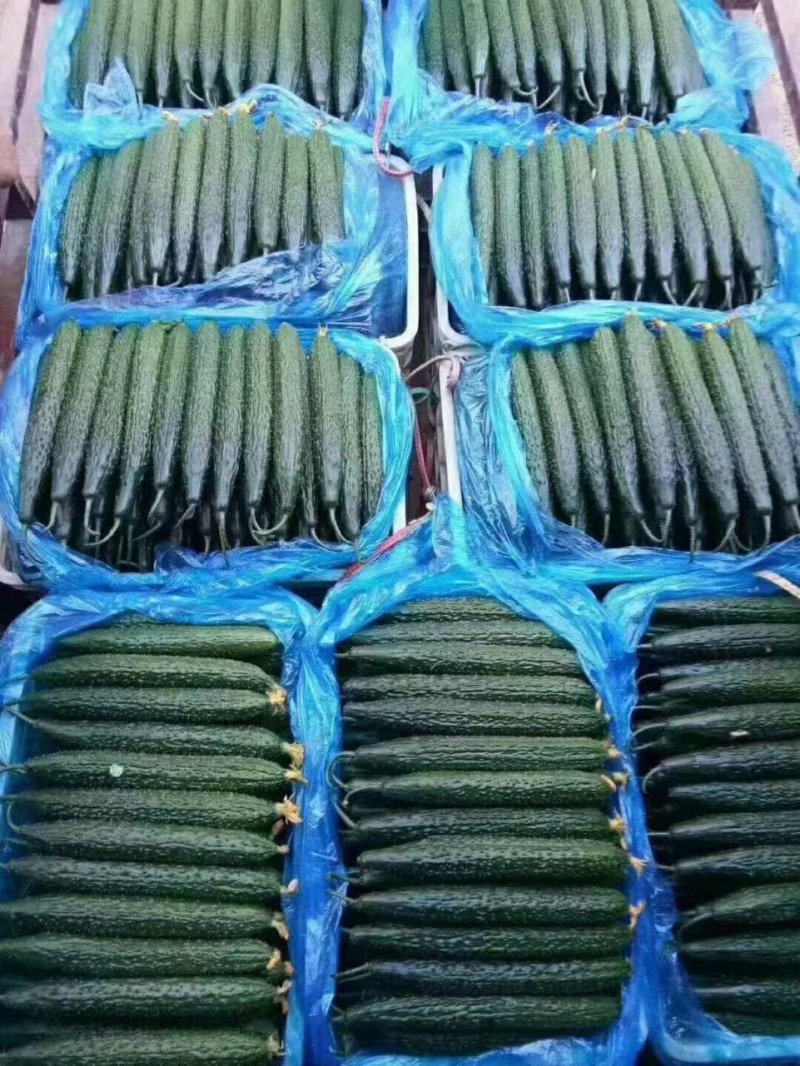 山东精品黄瓜22~25公分鲜花带刺，价格便宜，欢迎咨询
