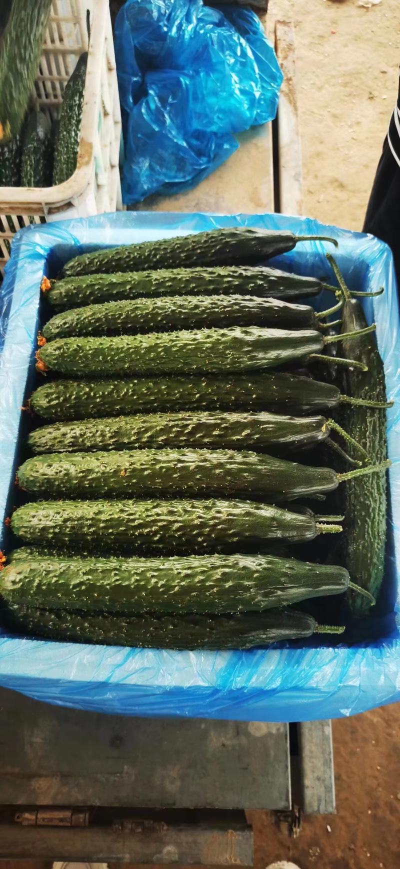 山东精品黄瓜22~25公分鲜花带刺，价格便宜，欢迎咨询