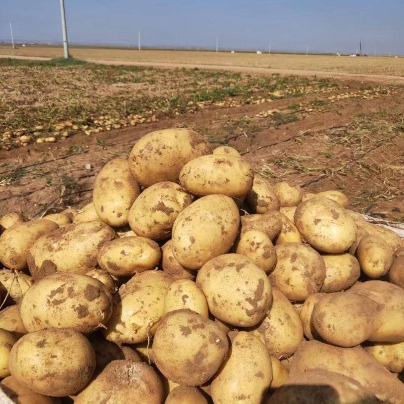 精品土豆青海土豆产地一手货源保质保量全国发货