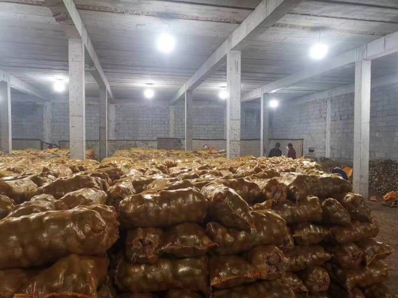 精品土豆青海土豆产地一手货源保质保量全国发货