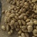 精品土豆青海土豆产地一手货源保质保量全国发货