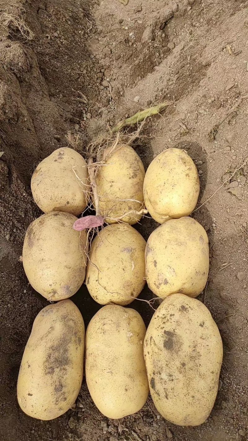 精品土豆青海土豆产地一手货源保质保量全国发货