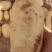 精品土豆青海土豆产地一手货源保质保量全国发货