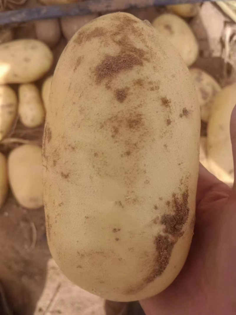 精品土豆青海土豆产地一手货源保质保量全国发货