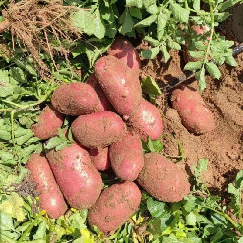 红皮土豆精品青海土豆基地发货品质保证货源充足
