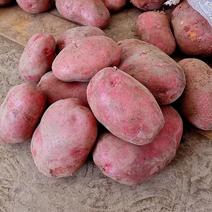 红皮土豆精品青海土豆基地发货品质保证货源充足