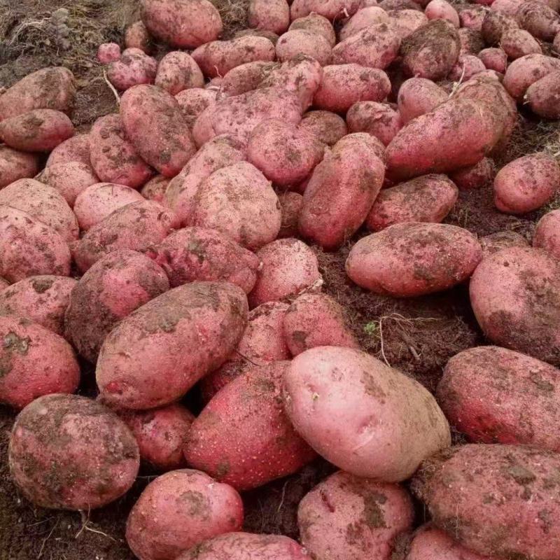 红皮土豆精品青海土豆基地发货品质保证货源充足