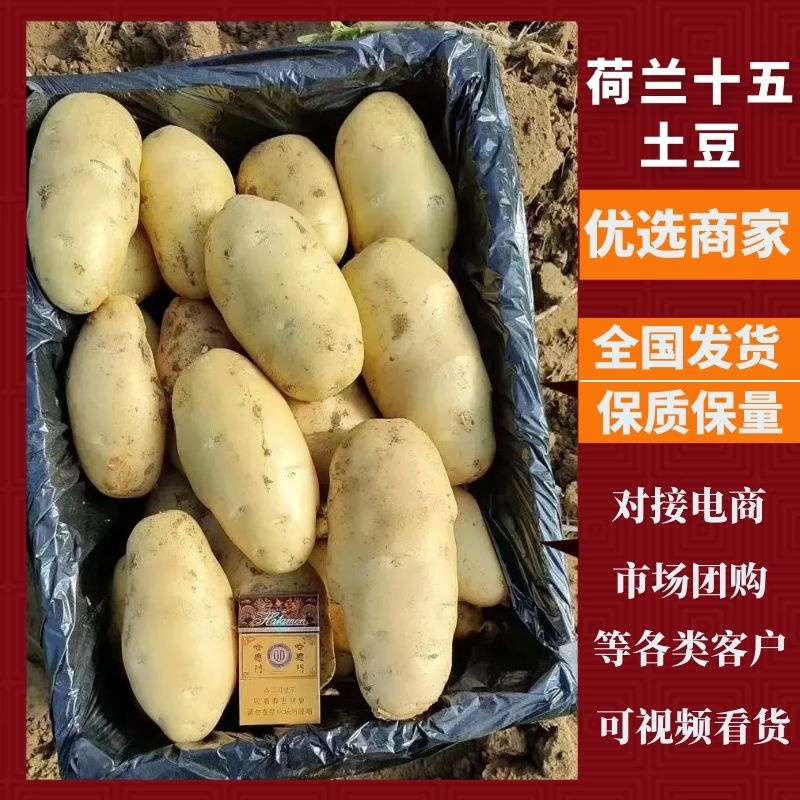 精品土豆荷兰十五土豆产地直发欢迎咨询合作