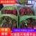 红菜苔湖北当阳红菜苔保质保量产地直发电商市场