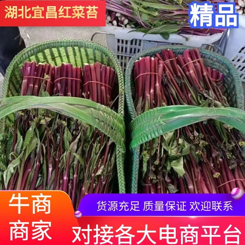 红菜苔湖北当阳红菜苔保质保量产地直发电商市场
