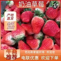 安徽精品奶油草莓大量上市品质保证一手货源量大从优