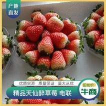 安徽精品奶油草莓基地直发品质保证量大从优欢迎