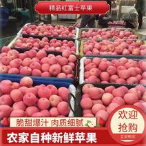沂蒙山红富士苹果，口感脆甜，全国发货，质量保证，坏烂包赔