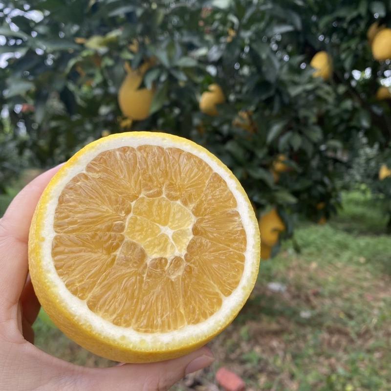 平和柳橙木瓜蜜丁产地直供大量上市品质保证全国发货