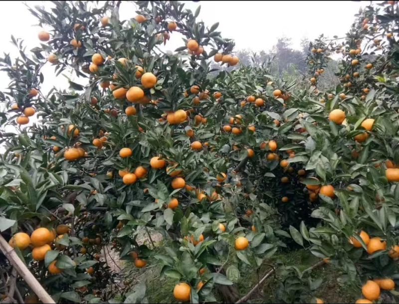 【热卖】无核蜜桔货源充足产地直供欢迎各位老板订购