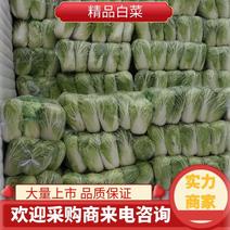 精品白菜，大量上市，万亩基地，实力代办，欢迎合作