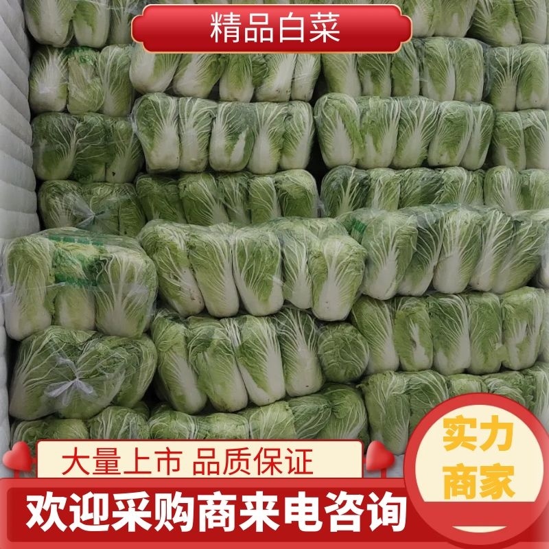 精品白菜，大量上市，万亩基地，实力代办，欢迎合作