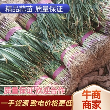 精品蒜苗，红根蒜苗！产地直发，保质保量！欢迎前来抢购！