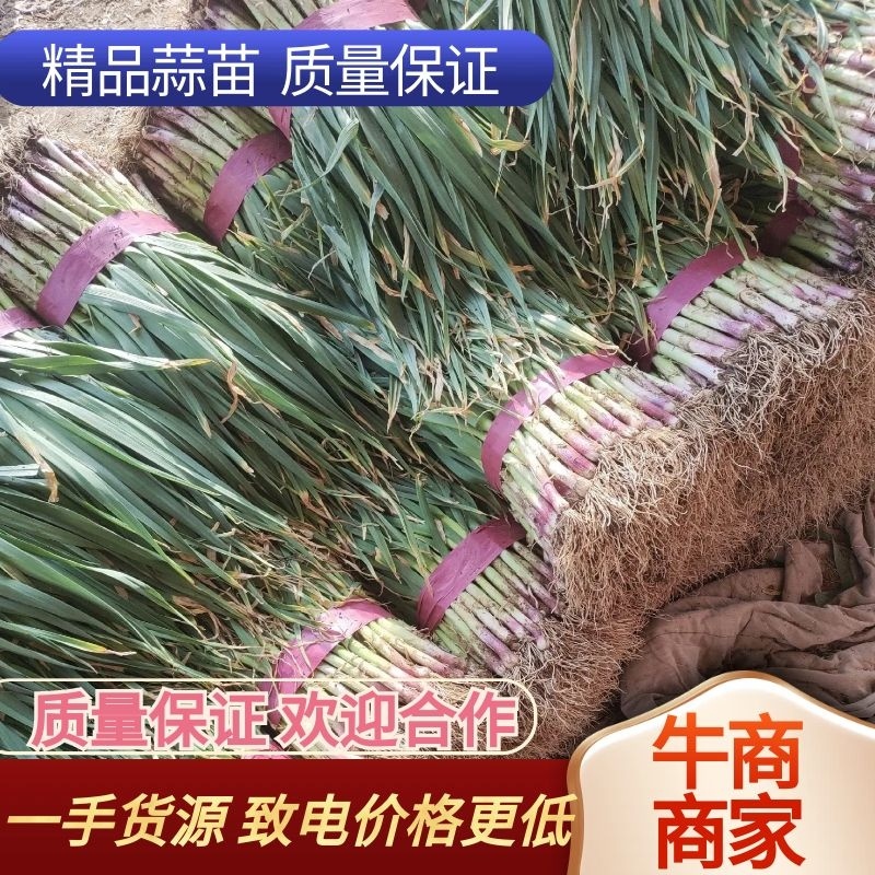 精品蒜苗，红根蒜苗！产地直发，保质保量！欢迎前来抢购！