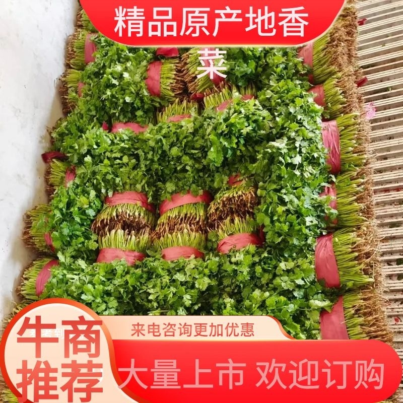 精品香菜河南原产地发货常年供应诚信经营欢迎选购
