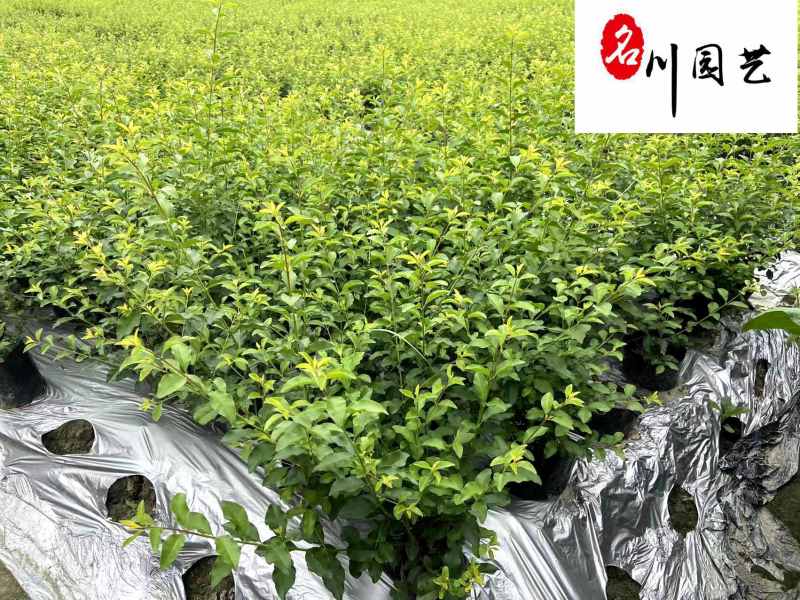 金禾女贞苗木基地供应成都金禾女贞苗圃批发价价低物优