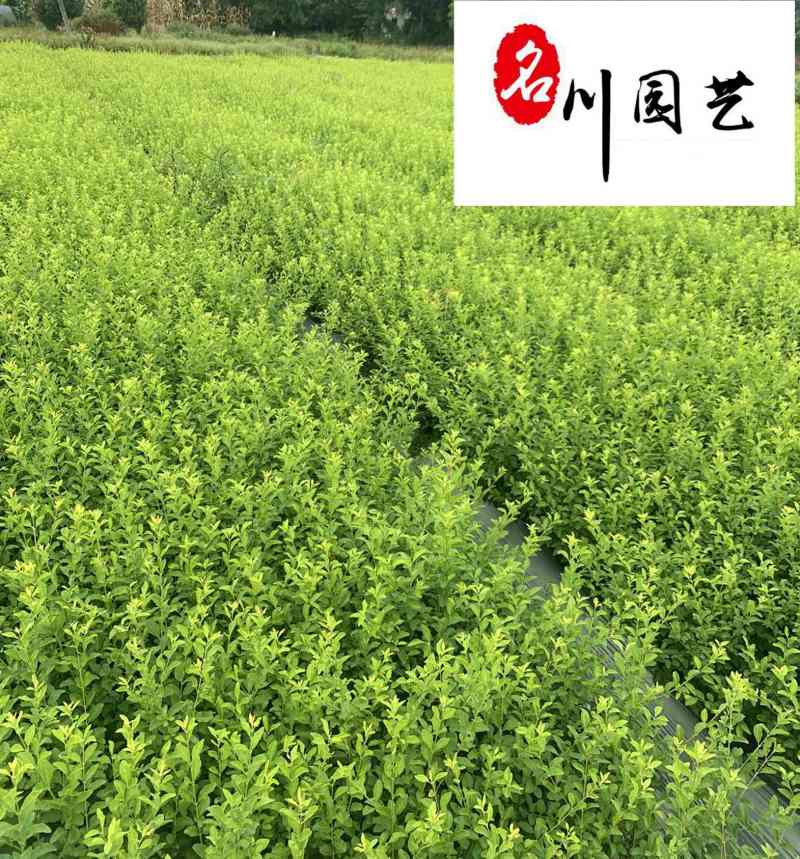金禾女贞苗木基地供应成都金禾女贞苗圃批发价价低物优