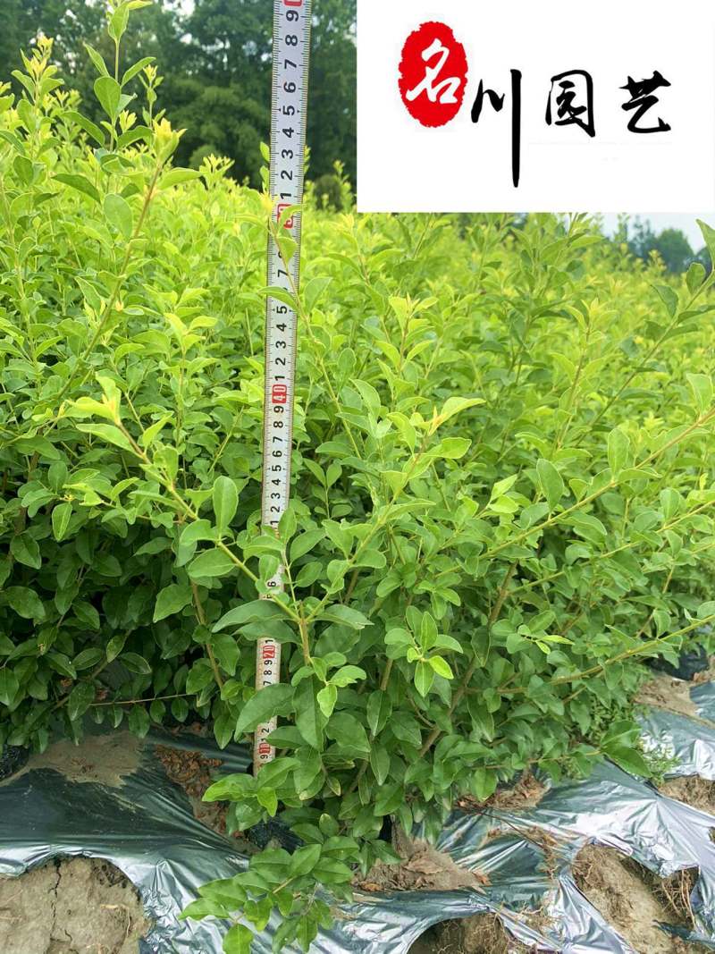 金禾女贞苗木基地供应成都金禾女贞苗圃批发价价低物优