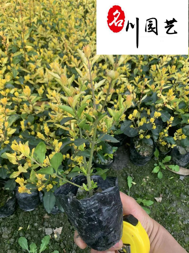 金禾女贞苗木基地供应成都金禾女贞苗圃批发价价低物优