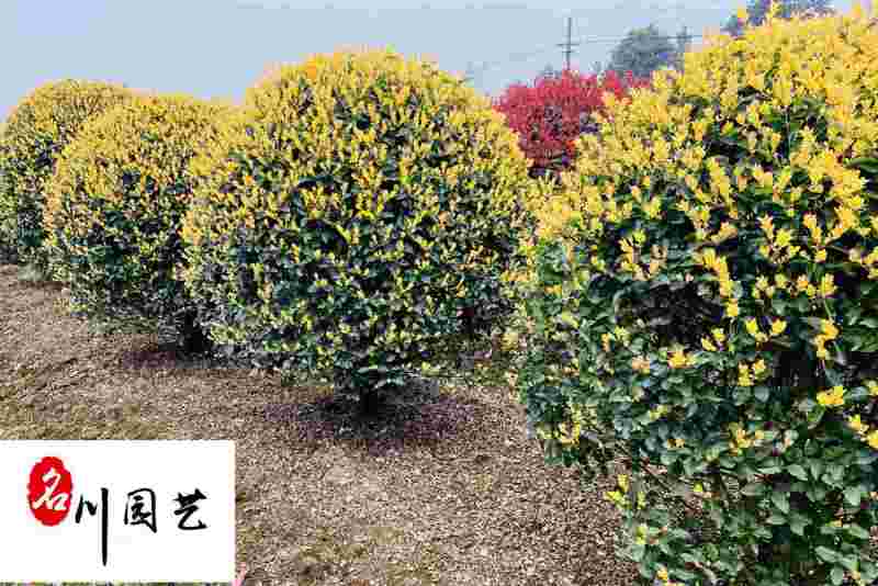 金禾女贞球苗木基地直供园林绿化彩叶苗木价格实惠树形好
