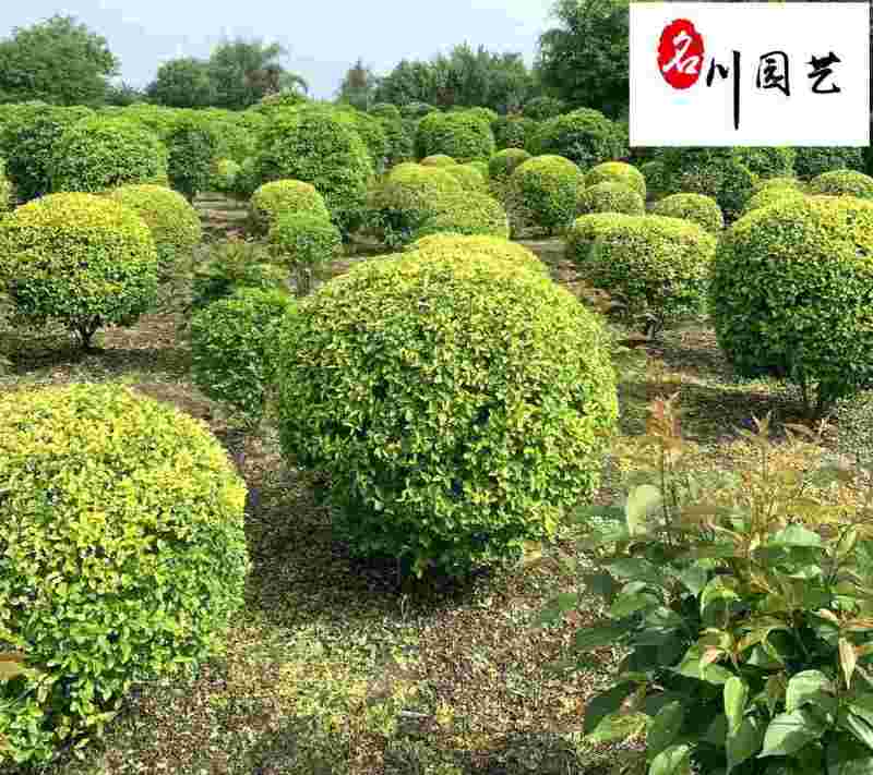 金禾女贞球苗木基地直供园林绿化彩叶苗木价格实惠树形好