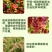 柠铜络氨铜溃疡病青枯病蔓枯病姜瘟病疮痂病细菌性病害