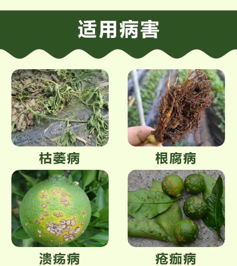柠铜络氨铜溃疡病青枯病蔓枯病姜瘟病疮痂病细菌性病害