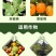 柠铜络氨铜溃疡病青枯病蔓枯病姜瘟病疮痂病细菌性病害