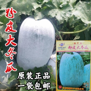 粉皮大冬瓜种子，白皮冬瓜种子，瓜型大，坐果强，耐高温抗病