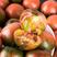 草莓番茄种子，铁皮柿子种子，无限生长，耐低温，抗病能力强