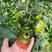草莓番茄种子，铁皮柿子种子，无限生长，耐低温，抗病能力强