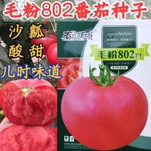 毛粉802番茄种子沙瓤酸甜口感型番茄西红柿种子