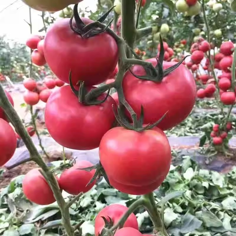 毛粉802番茄种子沙瓤酸甜口感型番茄西红柿种子