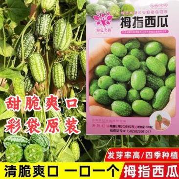 拇指西瓜种子拇指黄瓜种子甜脆爽口耐热耐低温结果多