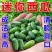 拇指西瓜种子拇指黄瓜种子甜脆爽口耐热耐低温结果多