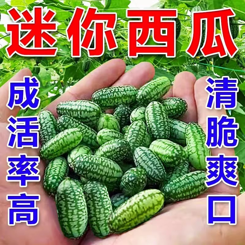 拇指西瓜种子拇指黄瓜种子甜脆爽口耐热耐低温结果多