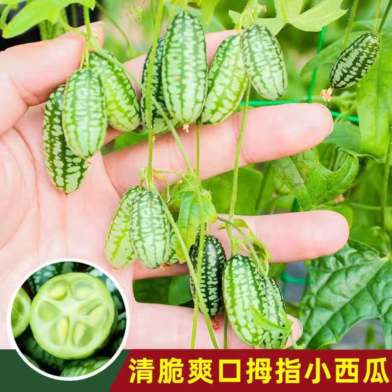 拇指西瓜种子拇指黄瓜种子甜脆爽口耐热耐低温结果多