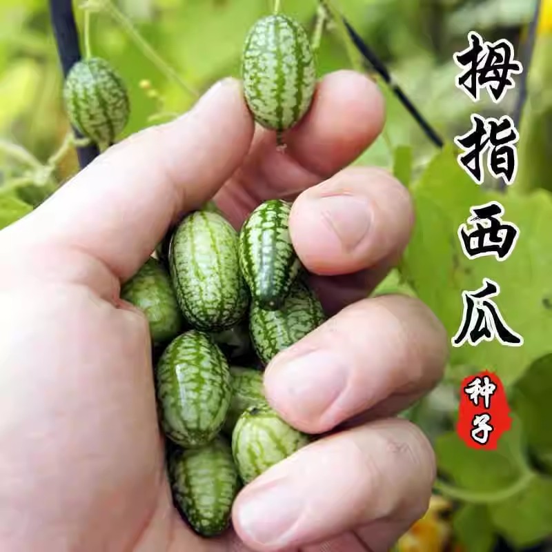 拇指西瓜种子拇指黄瓜种子甜脆爽口耐热耐低温结果多