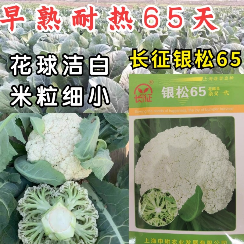 青梗松花菜种子，小米粒花椰菜种子，极早熟，球面洁白，耐热