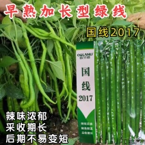 国线2017线椒种子，二荆条辣椒种子，辣味浓香，椒条顺直