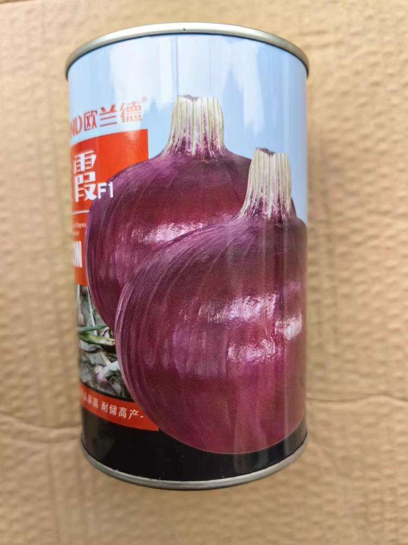紫霞紫皮洋葱种子，杂交紫皮洋葱种子，耐抽，颜色鲜亮，丰产
