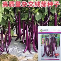 吉美诺紫线茄种子，紫长茄种子，细长端直，皮薄肉细，耐热
