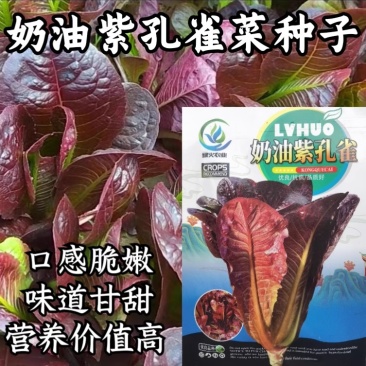 孔雀菜种子大罗马生菜养生菜沙拉菜四季阳台盆栽耐热蔬菜种